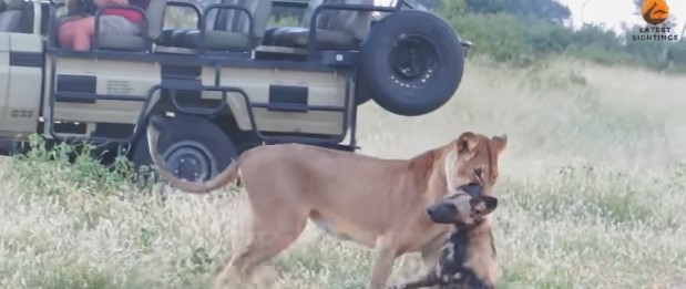 Watch: Wild dog fakes death to escape lion [Video]