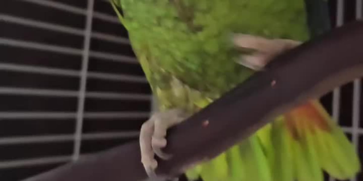 Pepper the potty-mouthed parrot looking for forever home [Video]