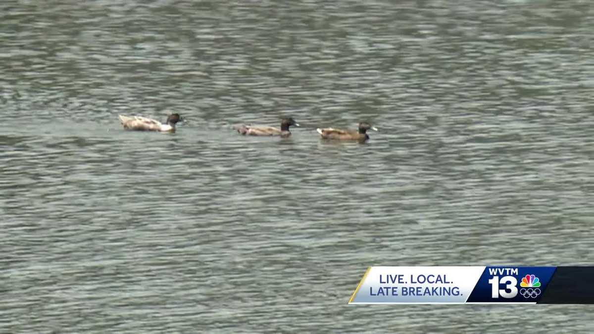 Duck drama in Hoover neighborhood [Video]