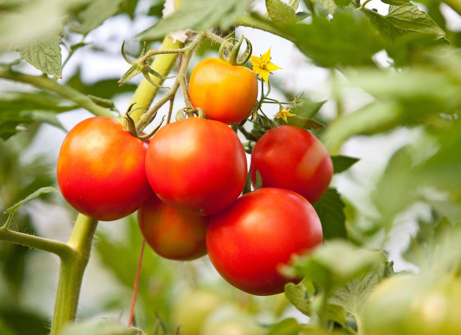 How to Prune a Tomato Plant, According to Experts [Video]