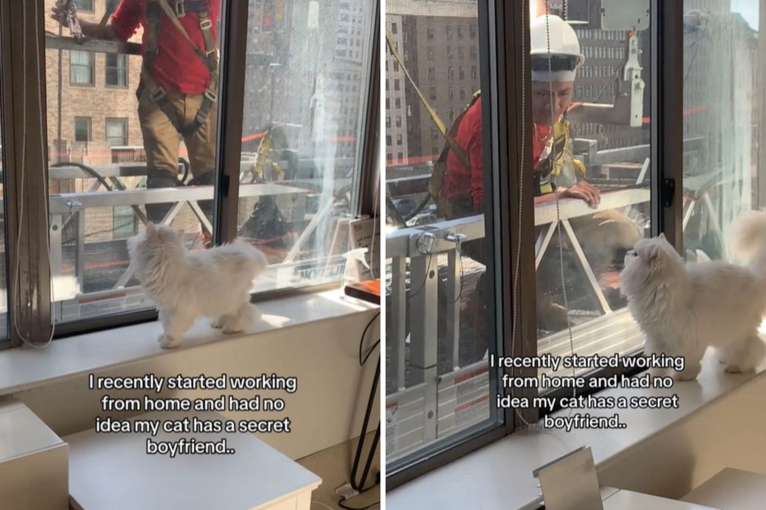 Owner Gets WFH Job, Discovers Cat’s Relationship With “Secret Boyfriend” [Video]