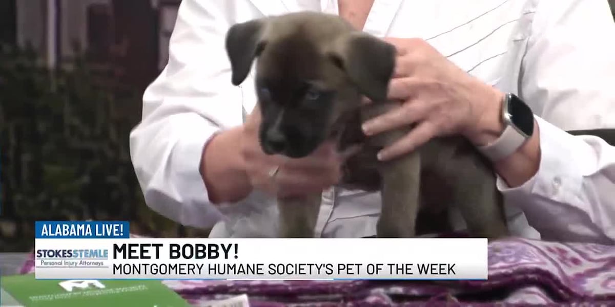 Meet Bobby, Montgomery Humane Society’s ‘Pet of the Week’ [Video]