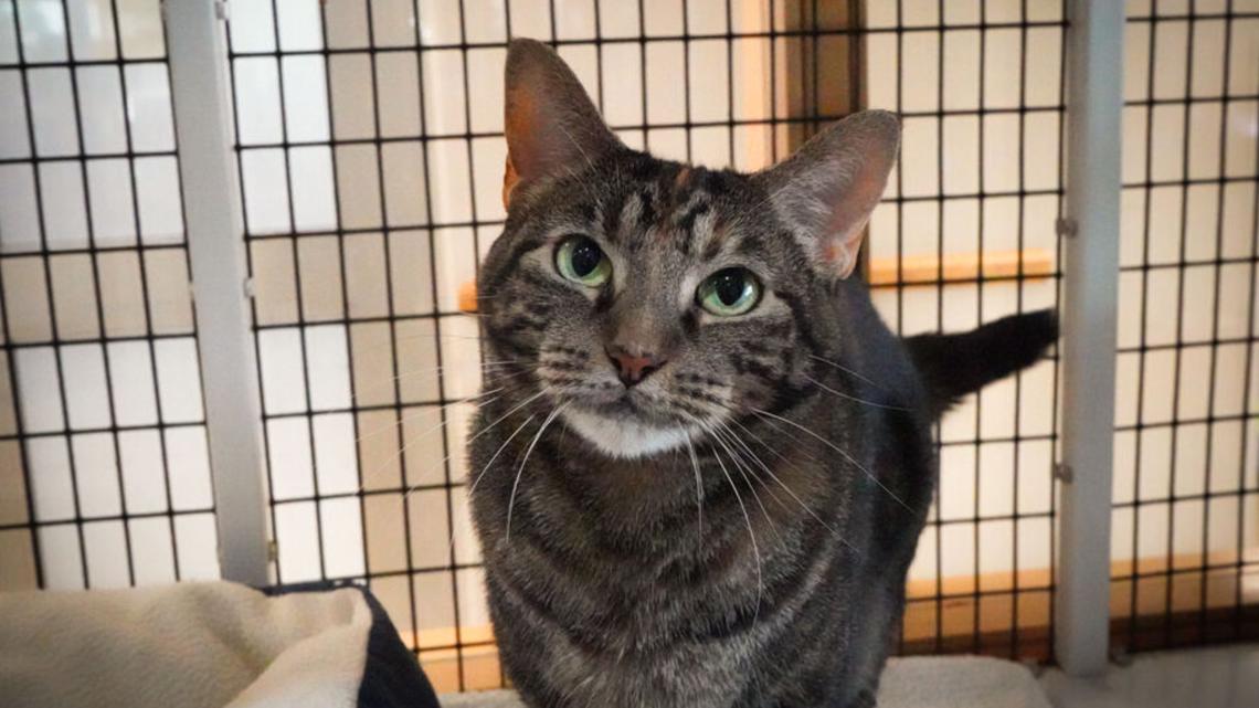 Operation Kindness offers Zoom calls with adoptable cat [Video]