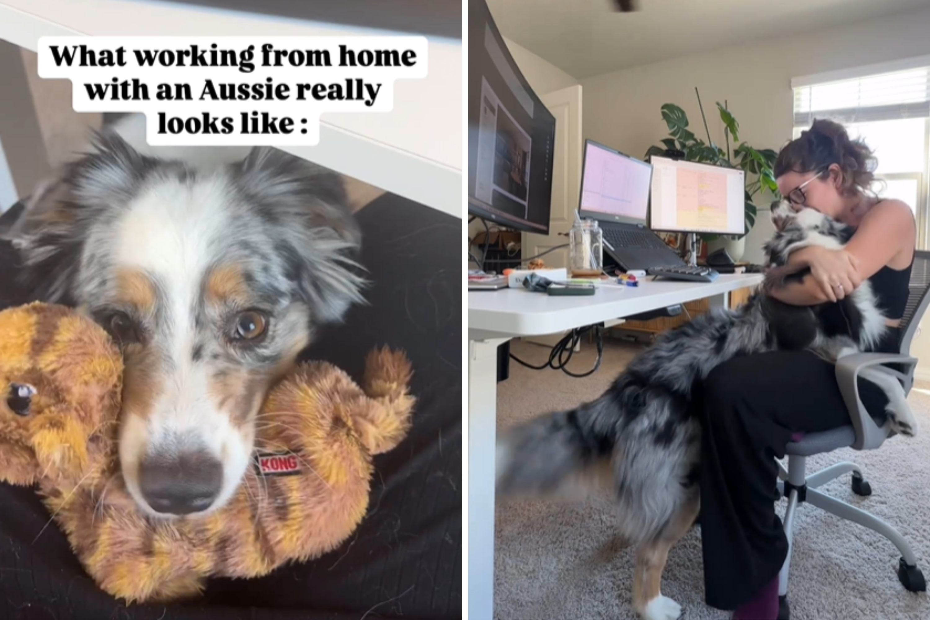 Australian Shepherd Owner Attempts to WFH, Goes As You’d Expect [Video]