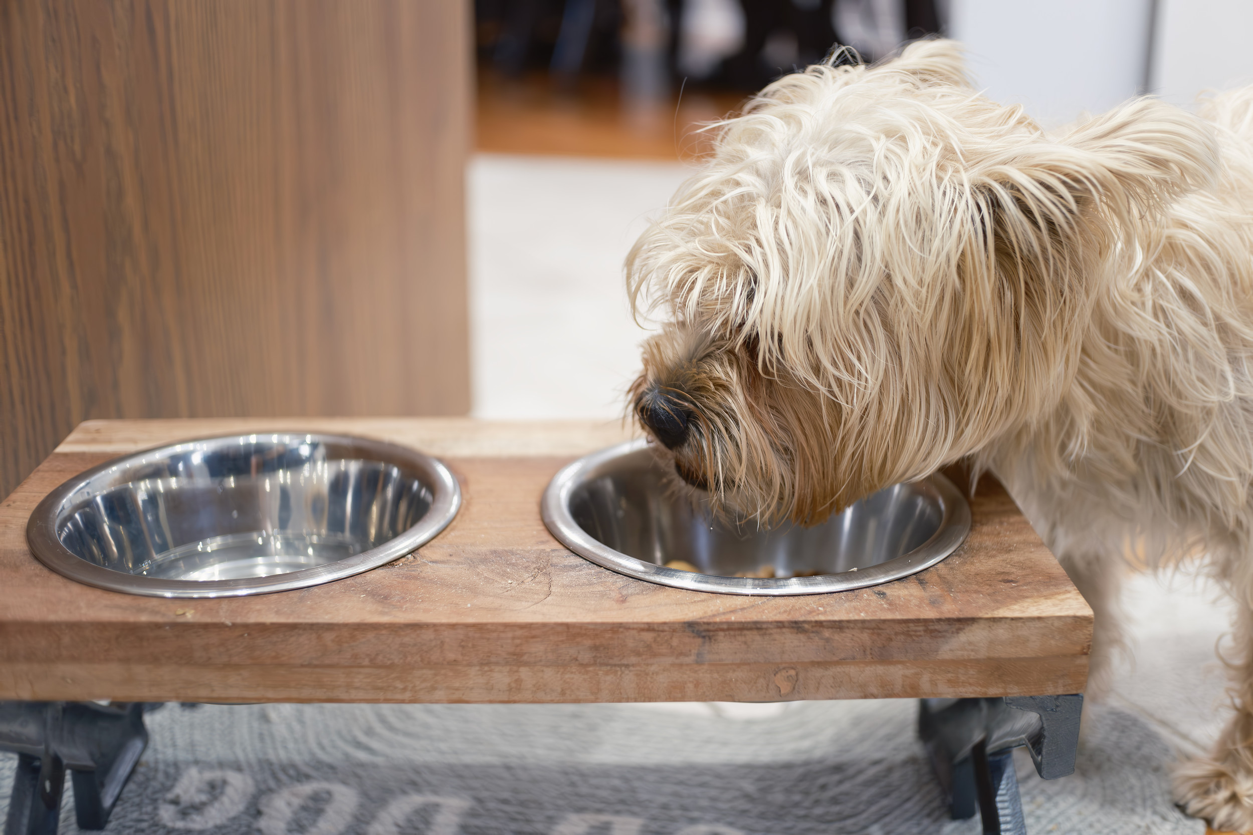 Why Senior Dog Won’t Drink Water Until Owner Back From Work Breaks Hearts [Video]