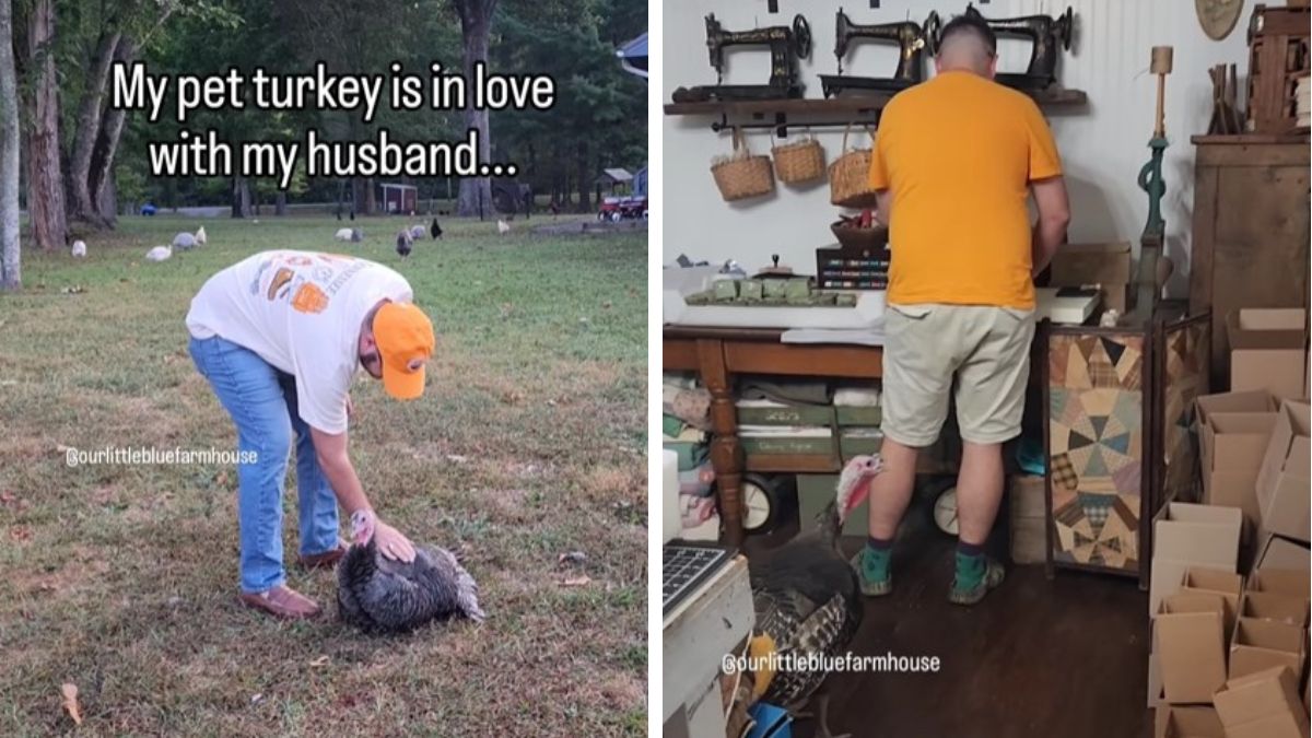 “My Pet Turkey Is In Love With My Husband”  InspireMore [Video]