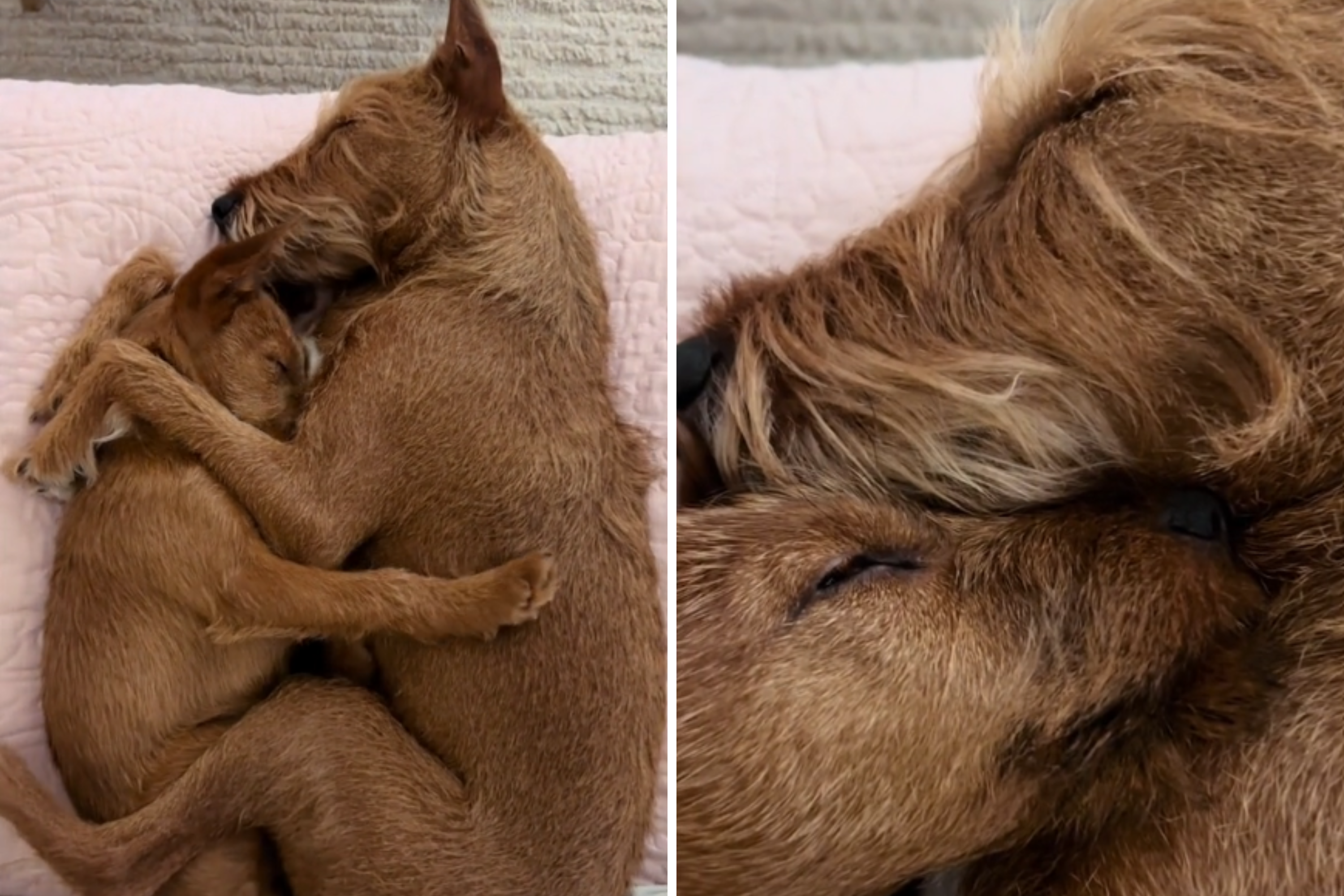 How Dog Siblings Cuddle Each Other Leaves Internet in Tears [Video]