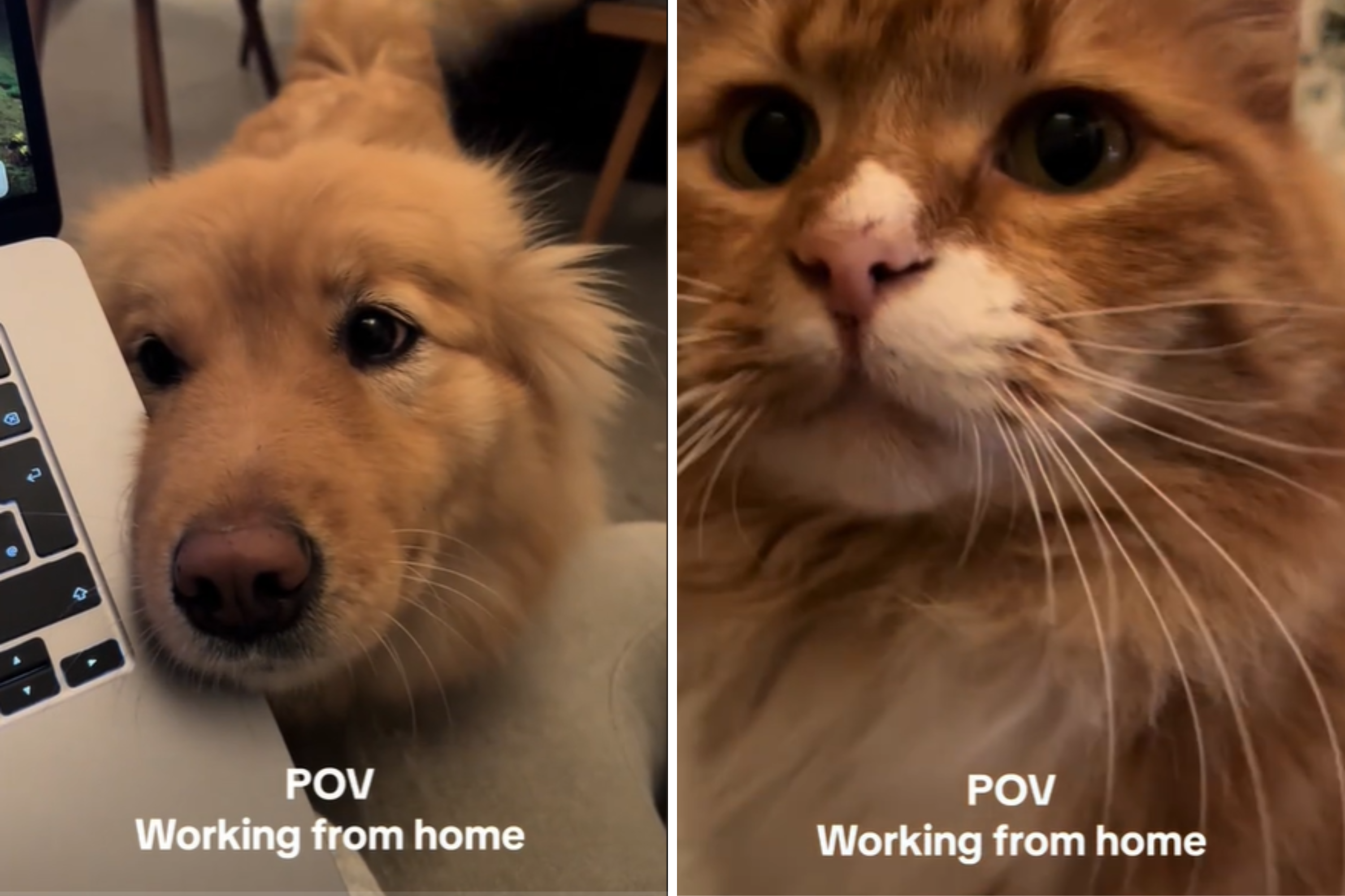 Pet Owner Shares Her WFH Set-Upand Internet Can’t Cope With the Cuteness [Video]