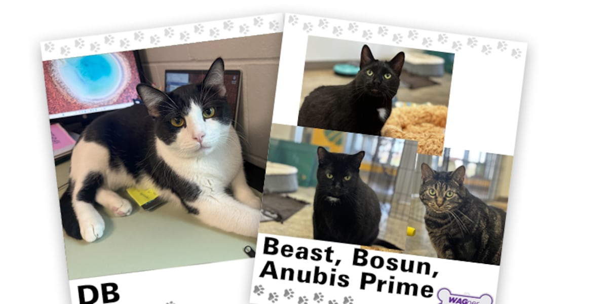 WAGNER TAILS: DB and Bosun, Beast, Anubis Prime [Video]