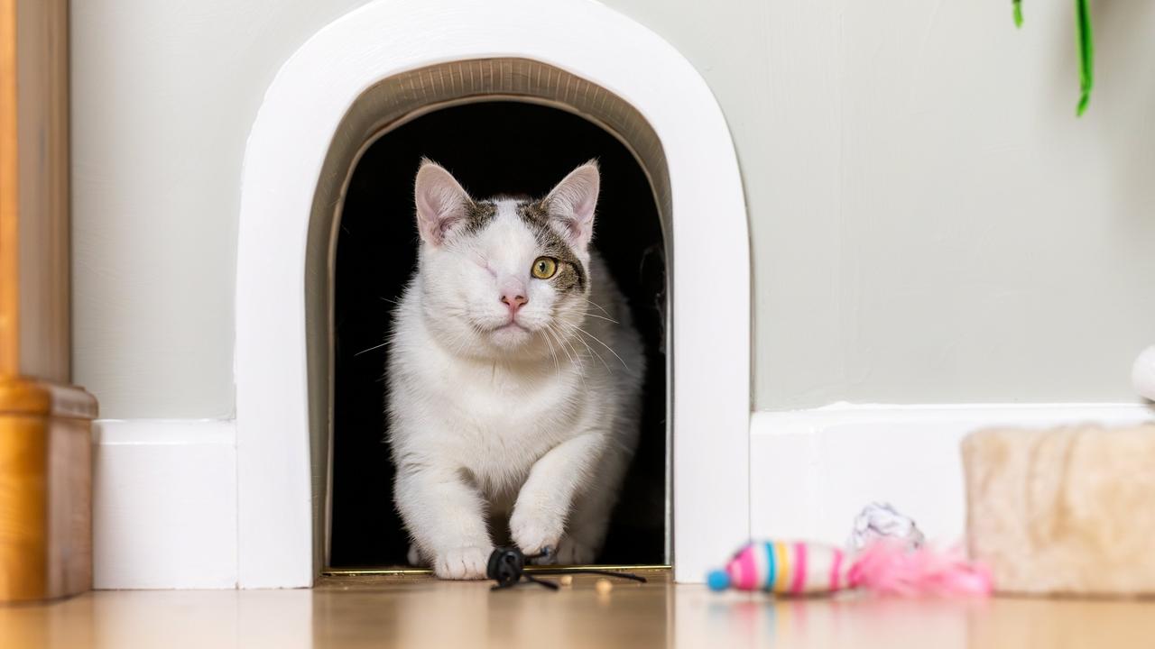 Bertie the Rescue Cat Gets a Forever Home and [Video]