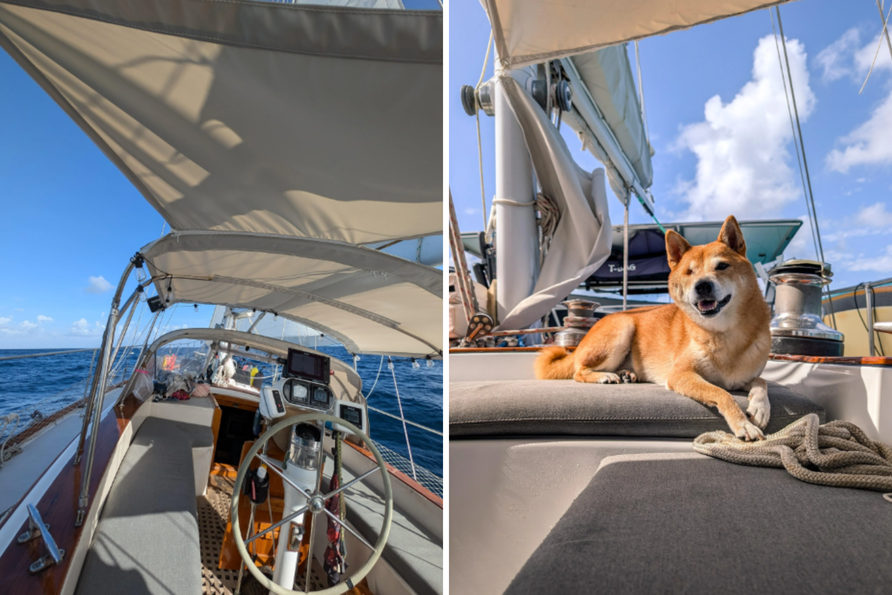 Couple Buy Boat as ‘Tiny Home,’ Sail the World Working Remotely With 3 Pets [Video]